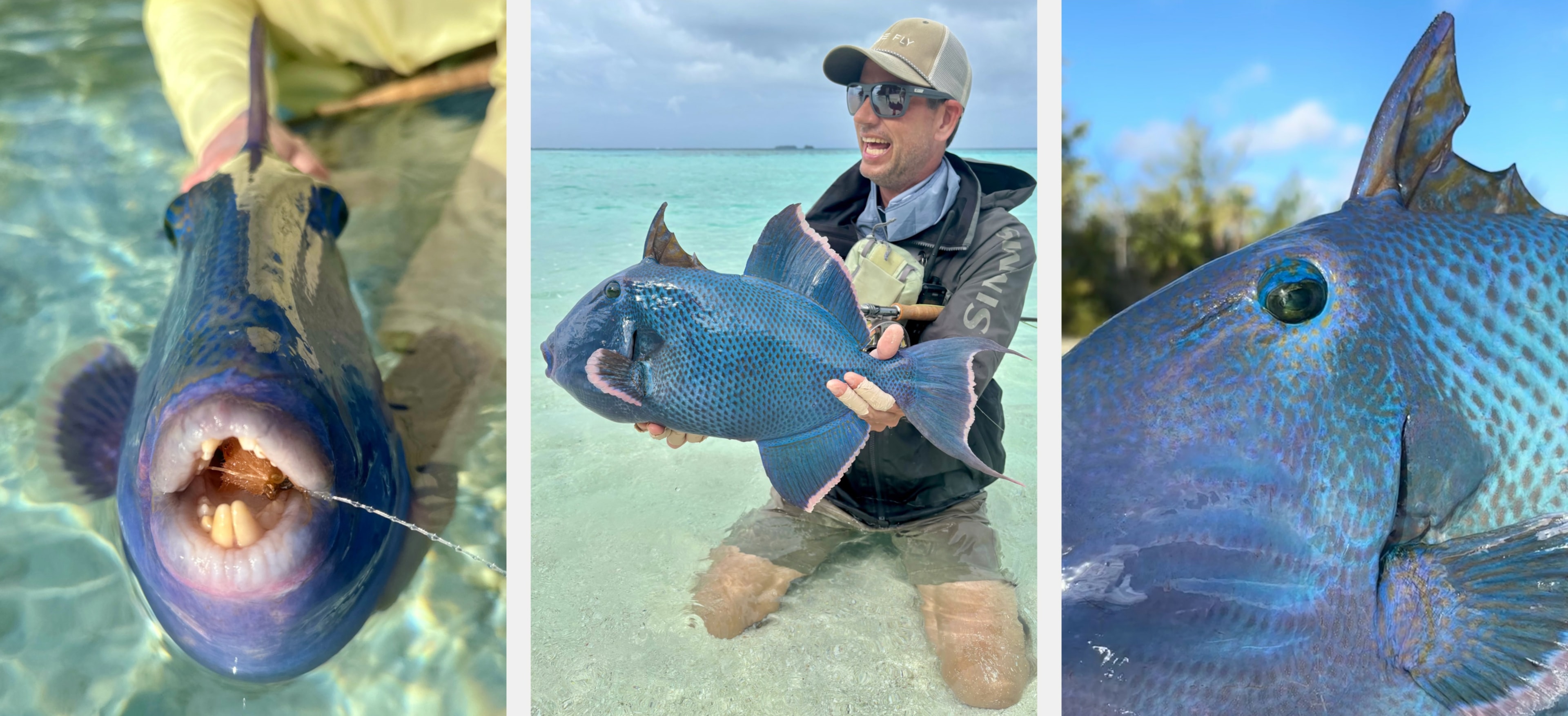Blue triggerfish on fly in French Polynesia — three-panel collage of blue triggers caught on the flats