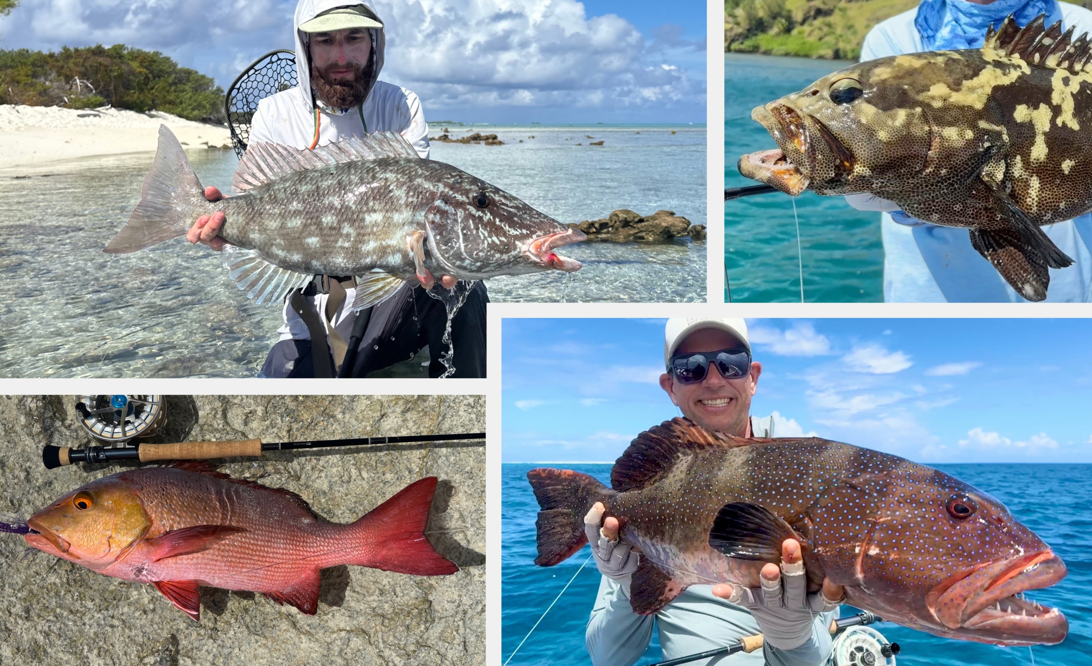 Reef predators French Polynesia — coral trout, red bass and bohar snapper on fly