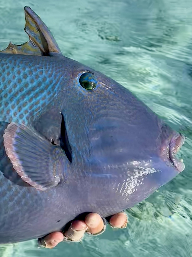 Blue triggerfish in French Polynesia