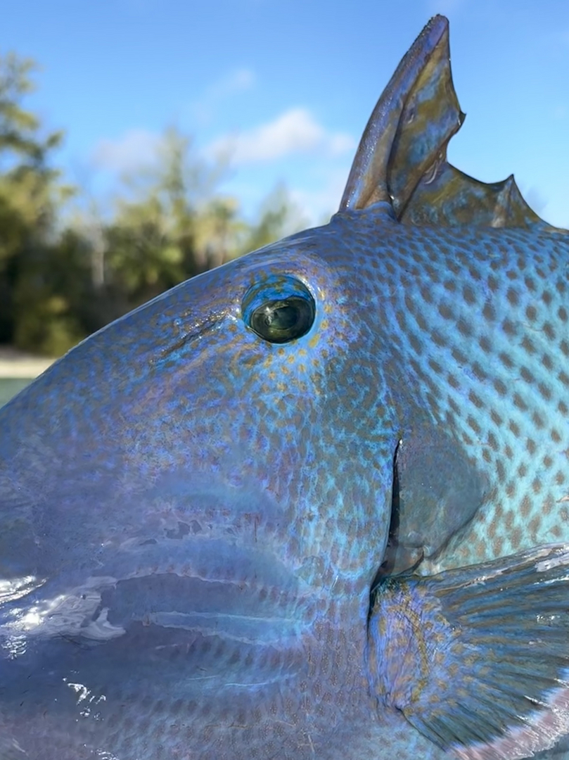 Blue triggerfish on the flats