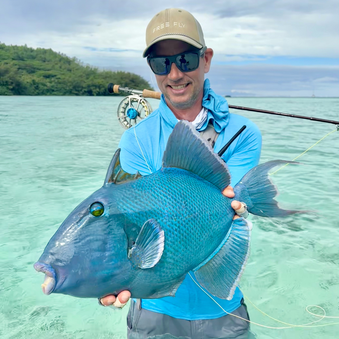 Blue triggerfish on fly — rare South Pacific blue trigger caught on a crab fly on the flats of French Polynesia