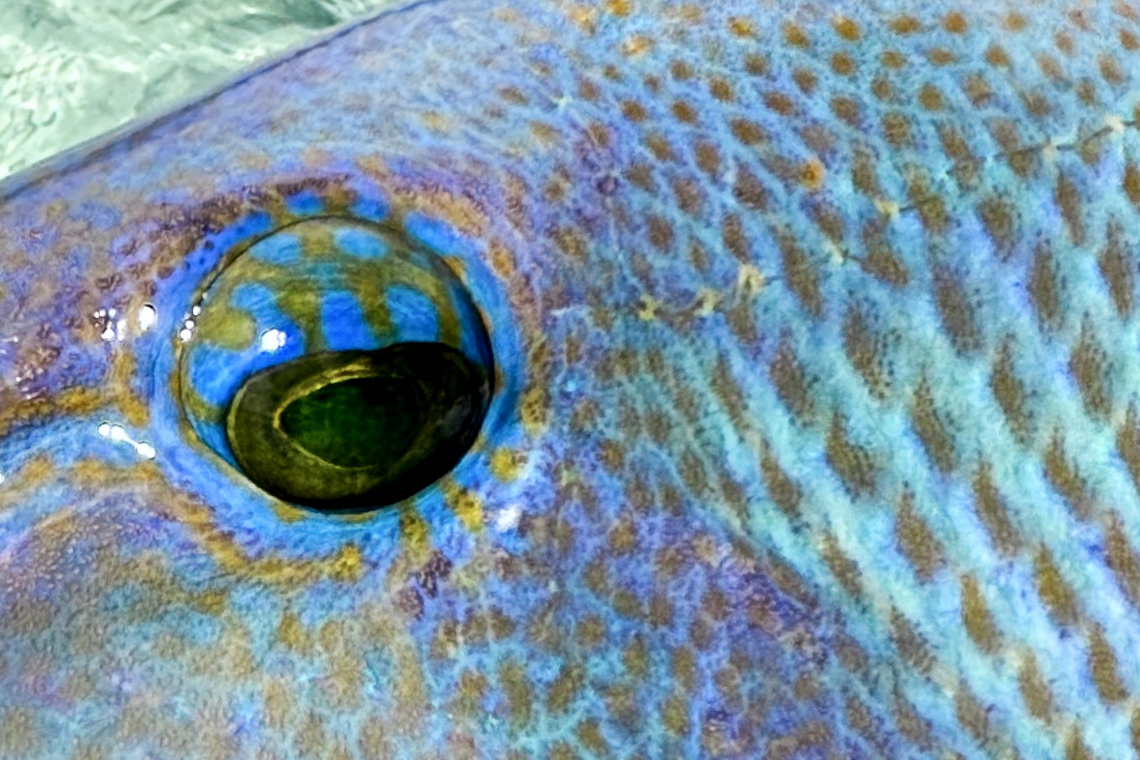 Wading for triggerfish