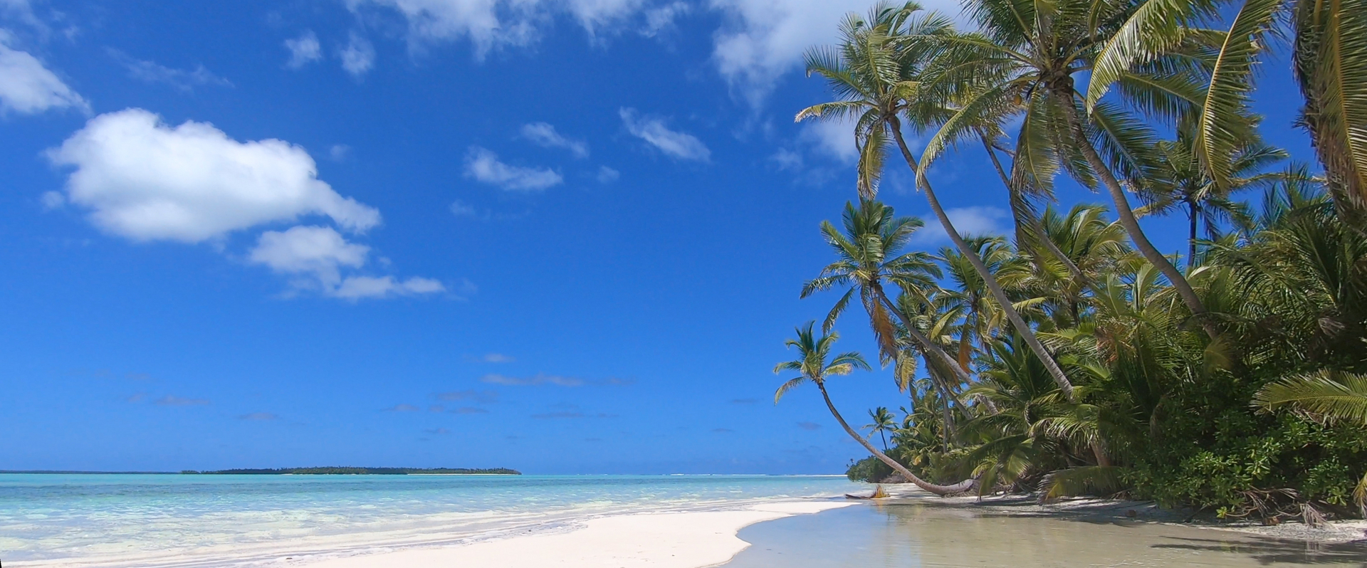 Pristine tropical beach with palm trees