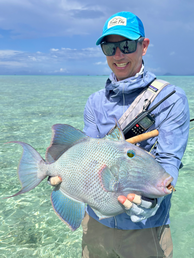 Blue triggerfish portrait