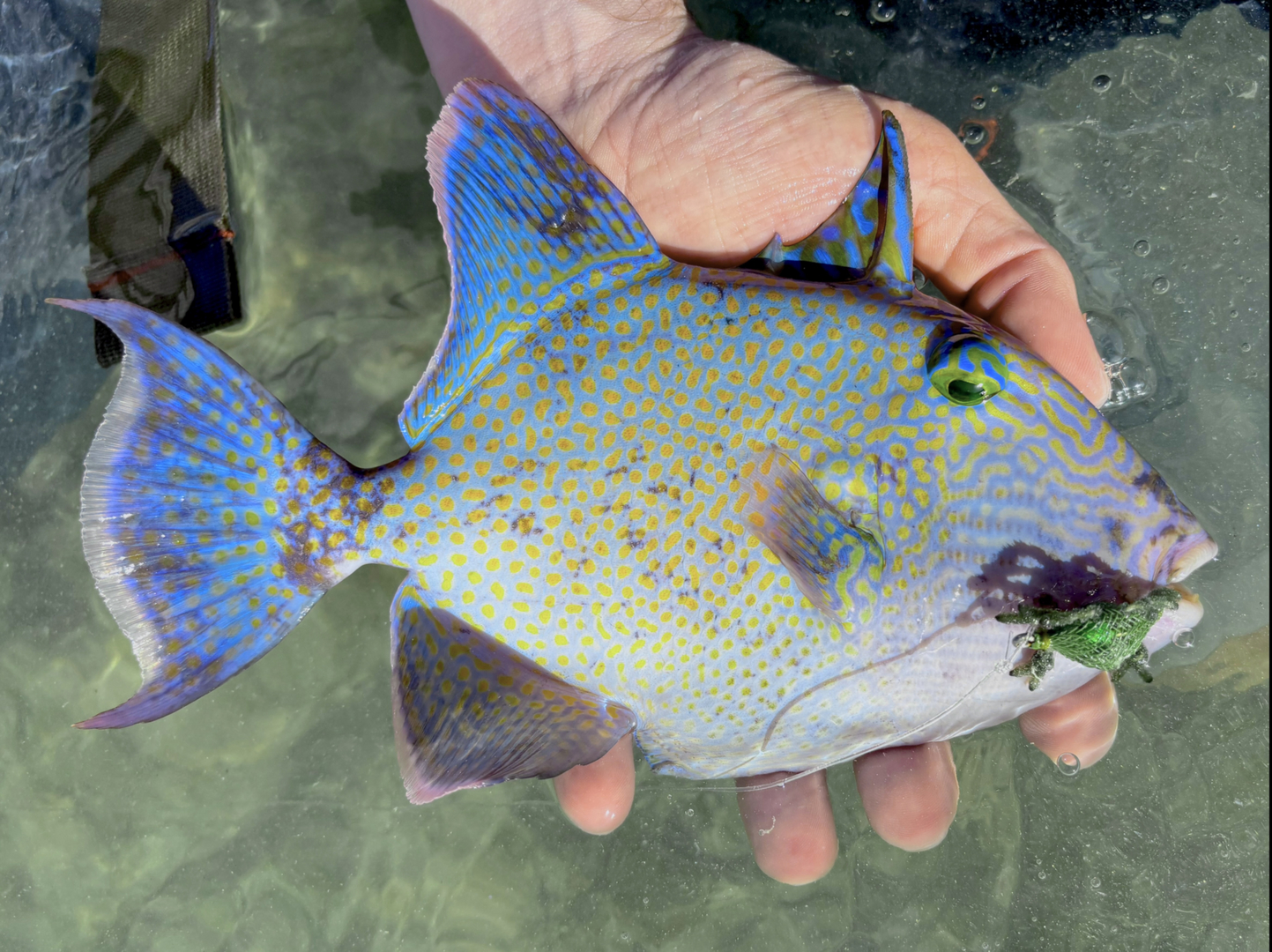 Blue triggerfish close-up