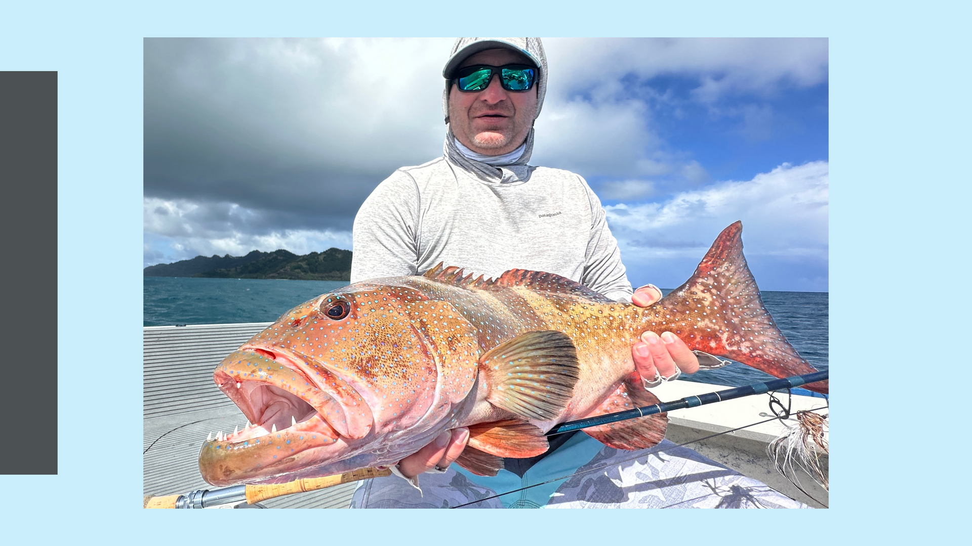 Coral Trout — patrolling reef bommies in search of ambush predators in French Polynesia